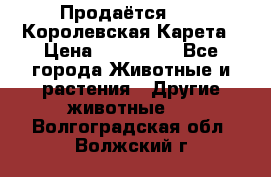 Продаётся!     Королевская Карета › Цена ­ 300 000 - Все города Животные и растения » Другие животные   . Волгоградская обл.,Волжский г.